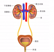 仁和秘然堂：什么是尿路